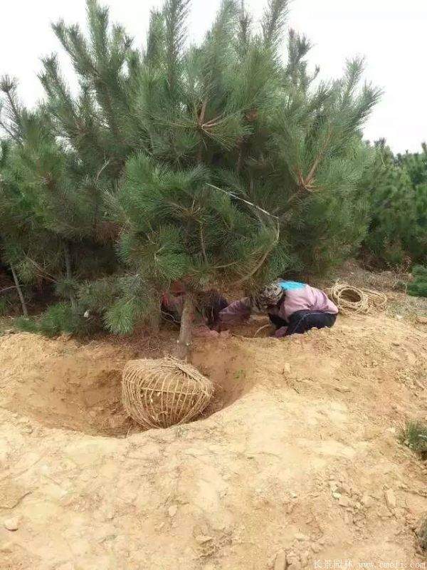 黑松移栽 黑松移栽