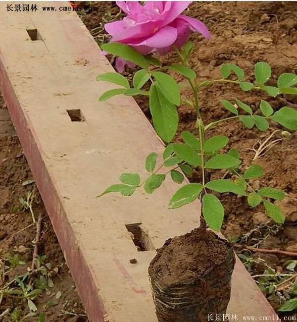 低價銷售優(yōu)質(zhì)玫瑰苗