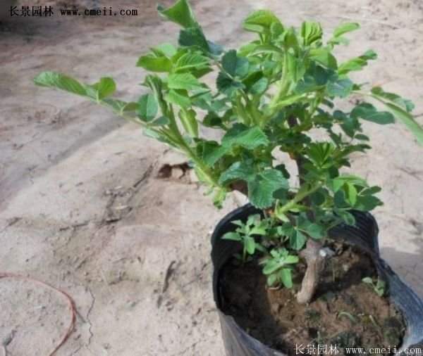 低價銷售優(yōu)質(zhì)玫瑰苗