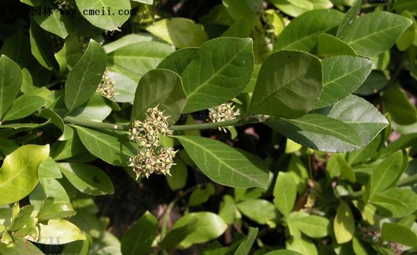 沭陽(yáng)扶芳藤