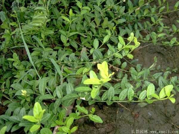 扶芳藤基地 扶芳藤基地