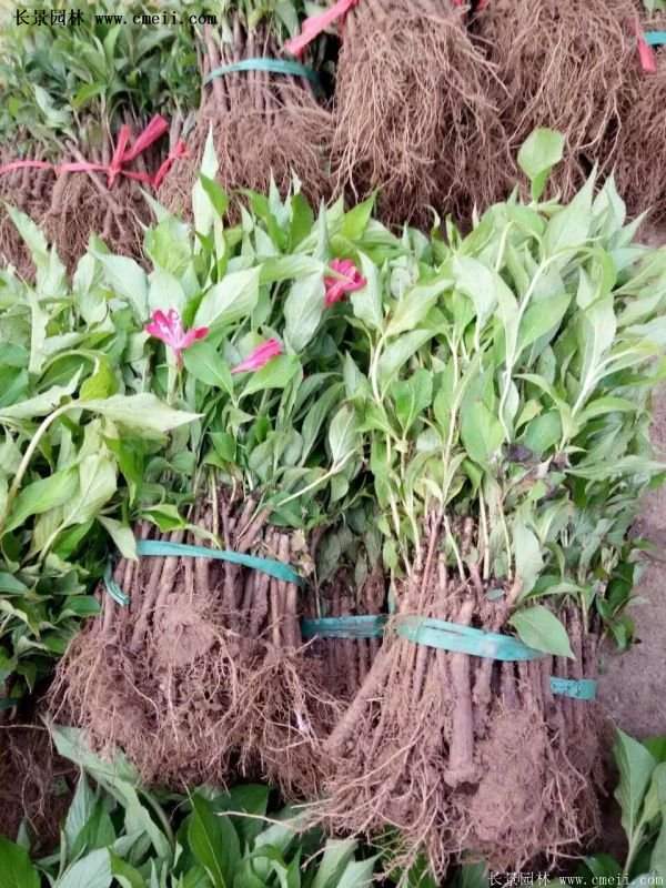 紅王子錦帶規格 紅王子錦帶規格