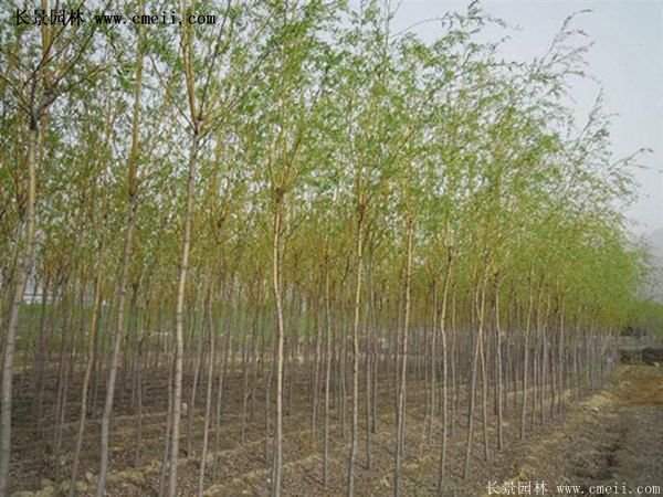 2016下半年沭陽地區金絲柳苗圃報價匯總