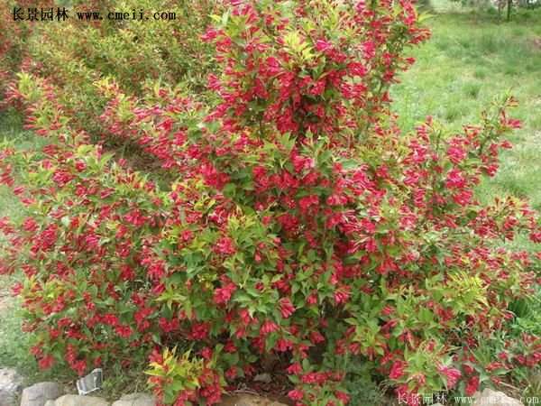 紅王子錦帶價格 紅王子錦帶價格