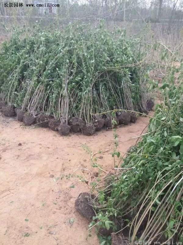 紅王子錦帶價格 紅王子錦帶價格