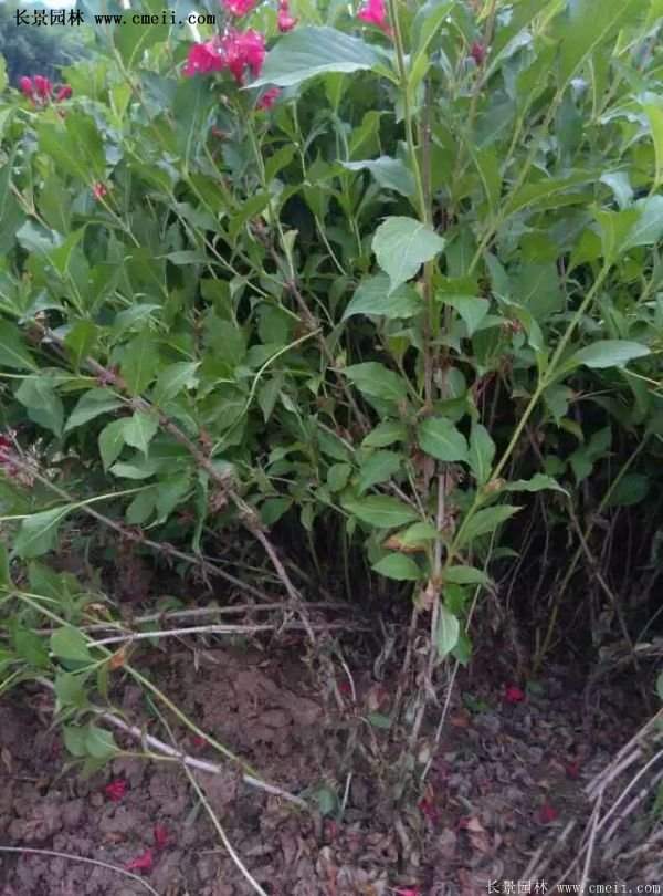 紅王子錦帶價格 紅王子錦帶價格