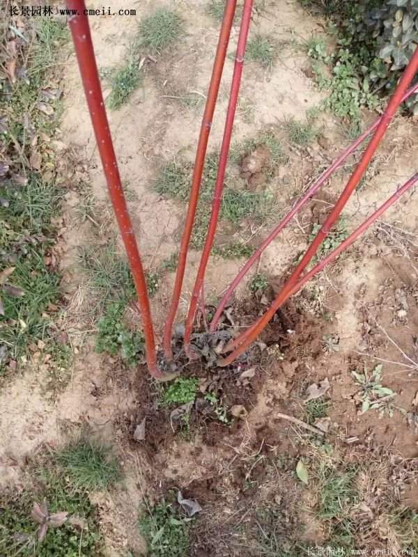 沭陽紅瑞木價格 沭陽紅瑞木價格