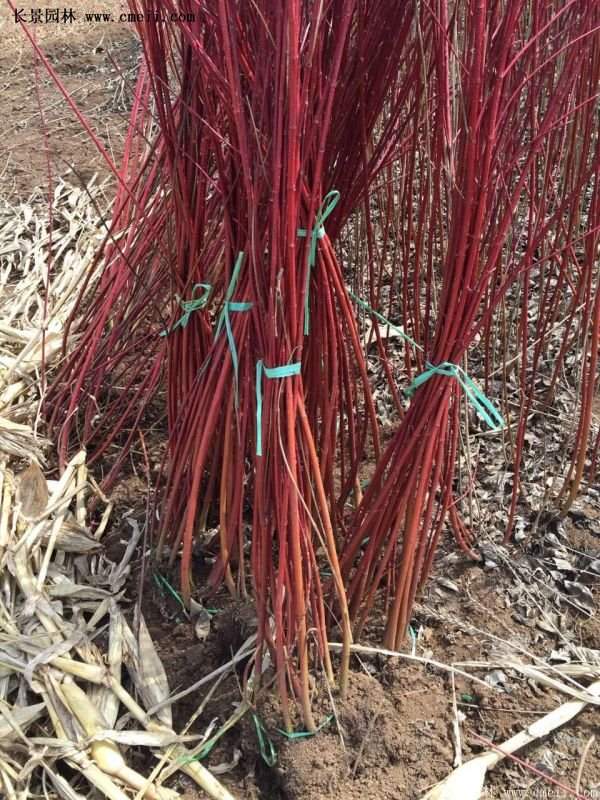 沭陽紅瑞木價格 沭陽紅瑞木價格