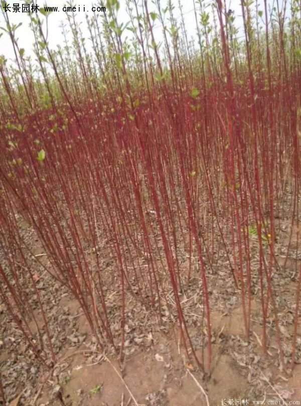 沭陽(yáng)紅瑞木價(jià)格