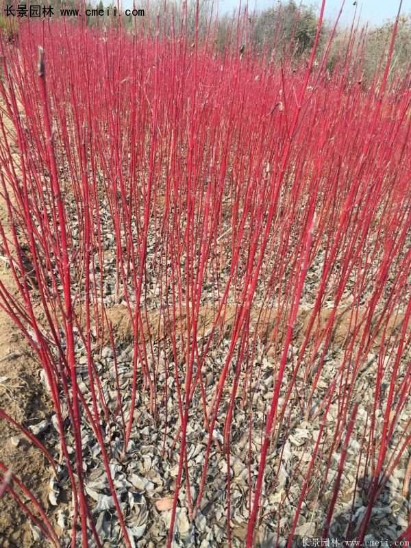 沭陽(yáng)紅瑞木價(jià)格