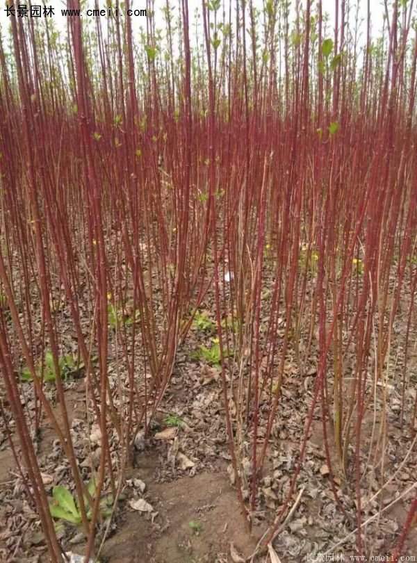 沭陽特價紅瑞木苗 沭陽特價紅瑞木苗