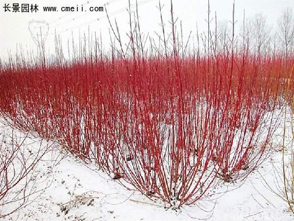 2016紅瑞木 2016紅瑞木