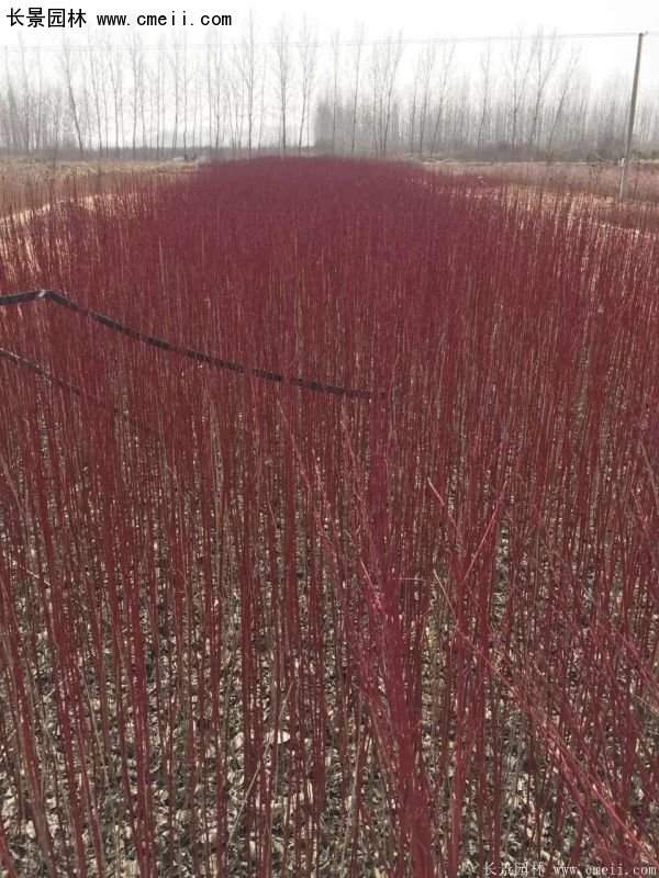 2016紅瑞木 2016紅瑞木