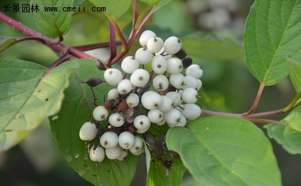 沭陽紅瑞木基地 沭陽紅瑞木基地