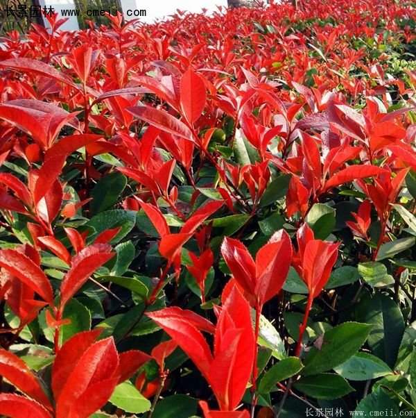 紅葉石楠 紅葉石楠