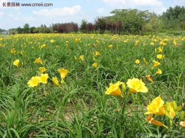 金娃娃萱草多少錢(qián)一棵？