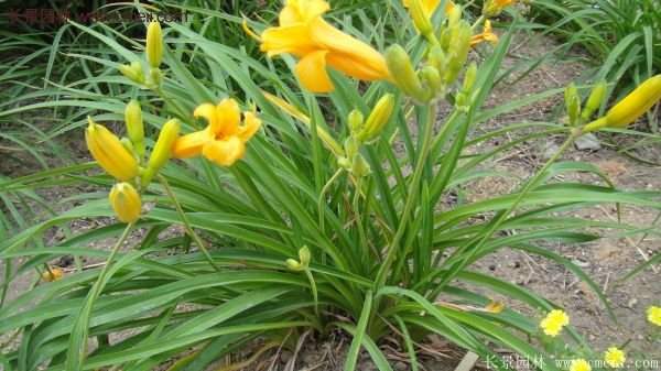 金娃娃萱草多少錢(qián)一棵？