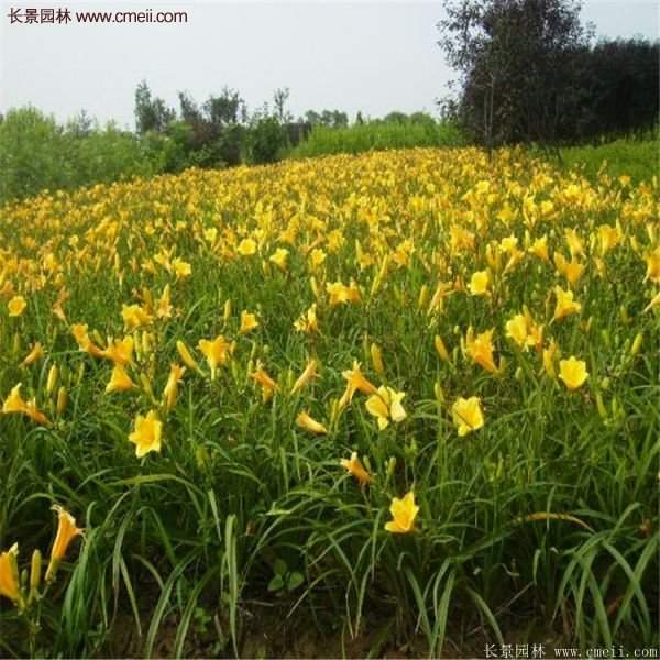 金娃娃萱草多少錢(qián)一棵？