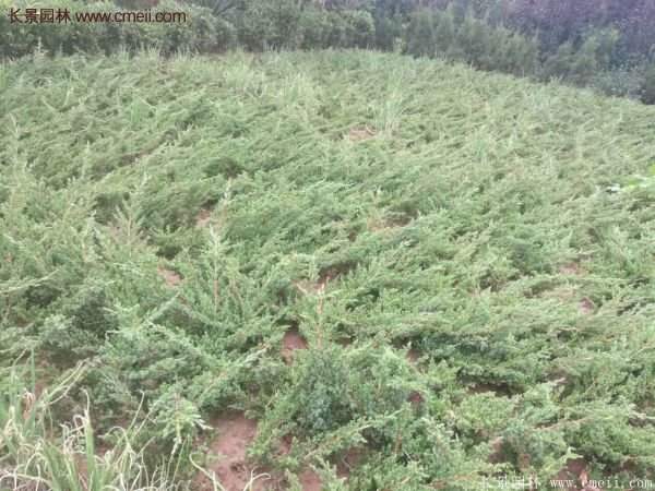 沭陽(yáng)地柏苗