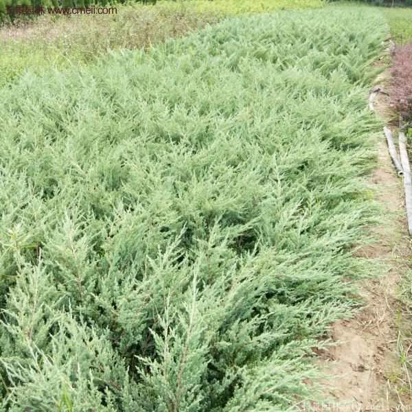 沭陽(yáng)地柏苗