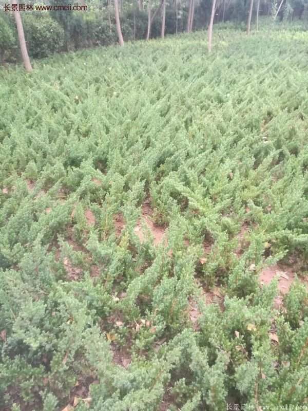 沭陽(yáng)地柏苗