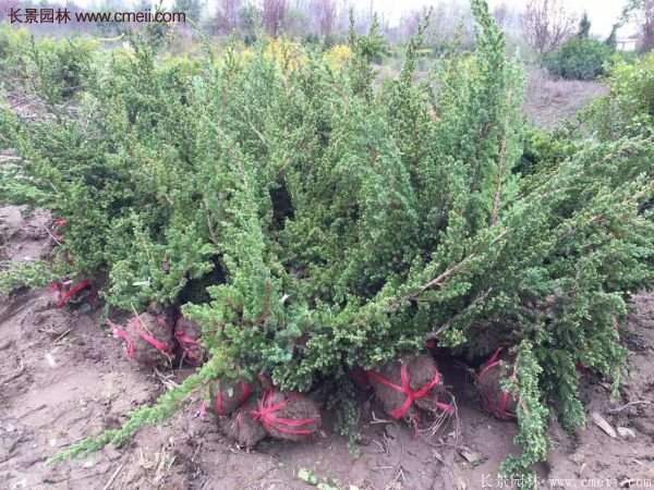 沭陽(yáng)地柏苗