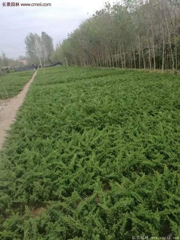 沭陽(yáng)的地柏基地