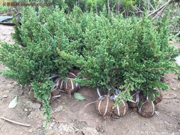 沭陽(yáng)的地柏基地