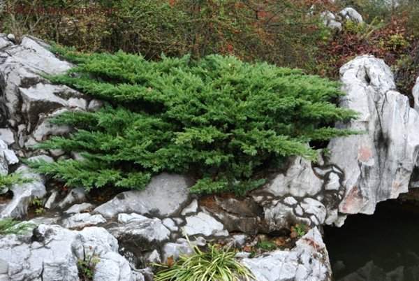 沭陽地柏的規格