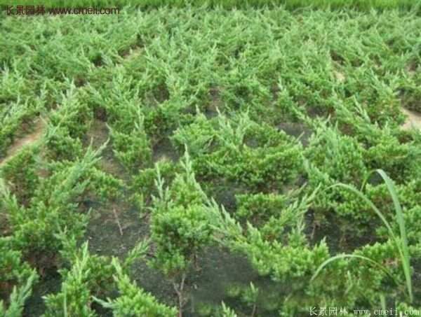 沭陽地柏的規格