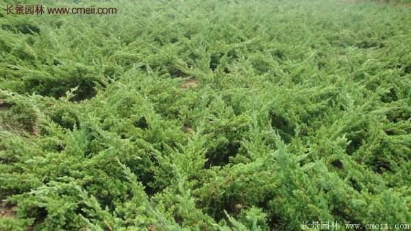 沭陽地柏規(guī)格