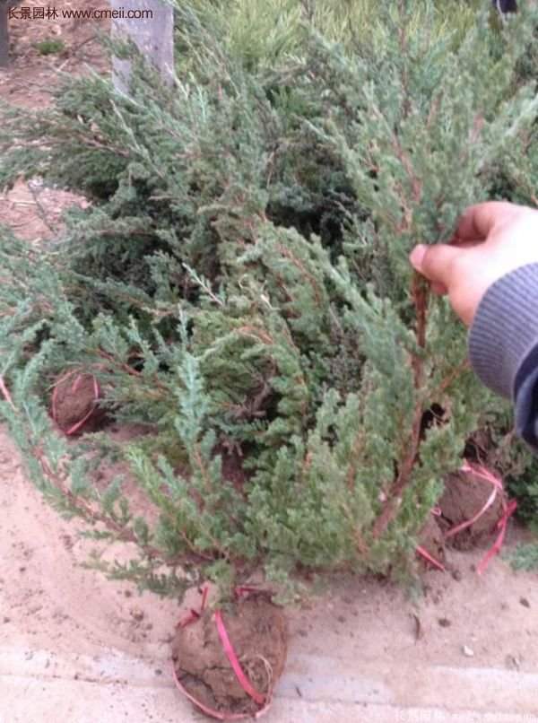 沭陽(yáng)地柏的優(yōu)勢(shì)