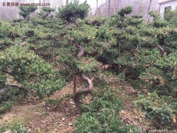 沭陽(yáng)地柏的優(yōu)勢(shì)