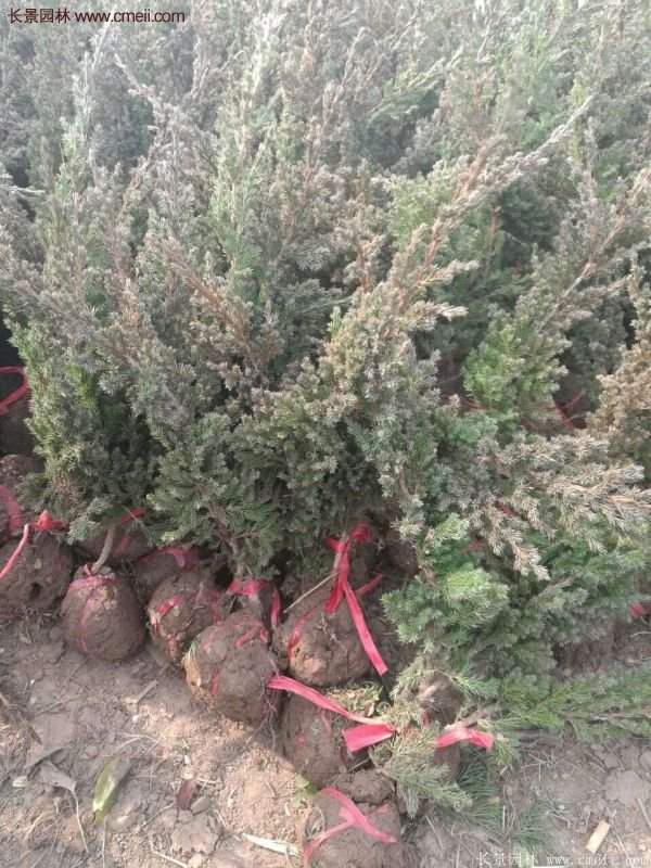 沭陽(yáng)地柏的優(yōu)勢(shì)