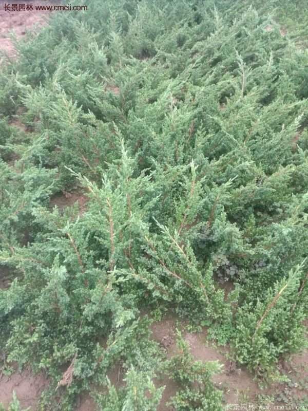 沭陽(yáng)地柏的優(yōu)勢(shì)