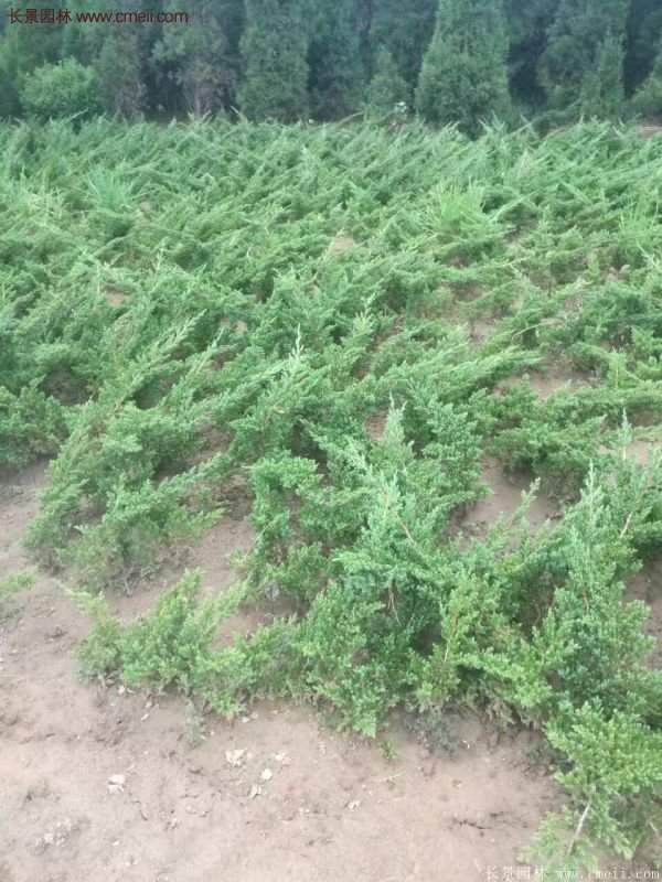 沭陽(yáng)地柏的優(yōu)勢(shì)