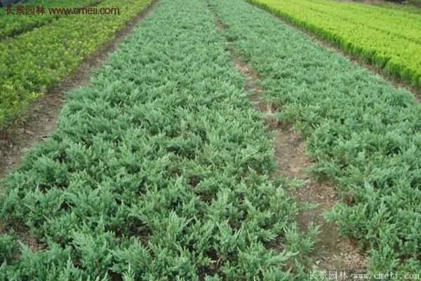 沭陽(yáng)地柏的優(yōu)勢(shì)