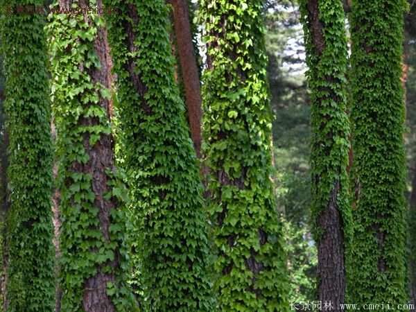 爬山虎一株多少錢？