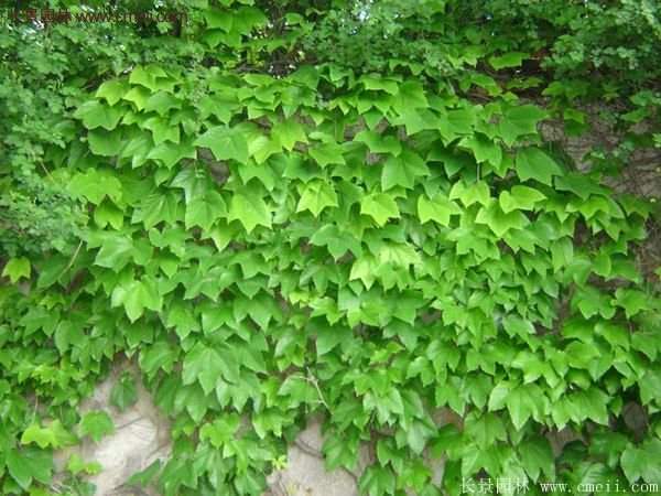 爬山虎一株多少錢？