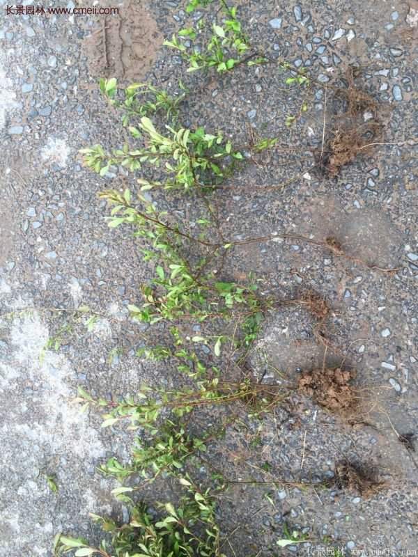 沭陽火棘苗、火棘球