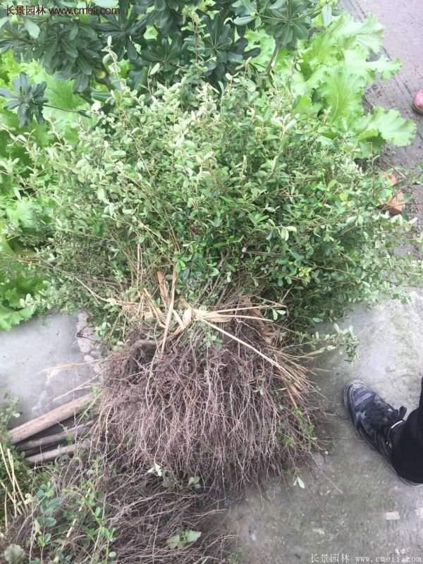 沭陽火棘綠化 沭陽火棘綠化