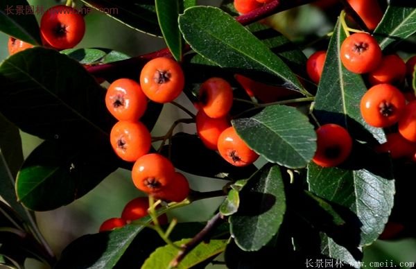 火棘銷售 火棘銷售