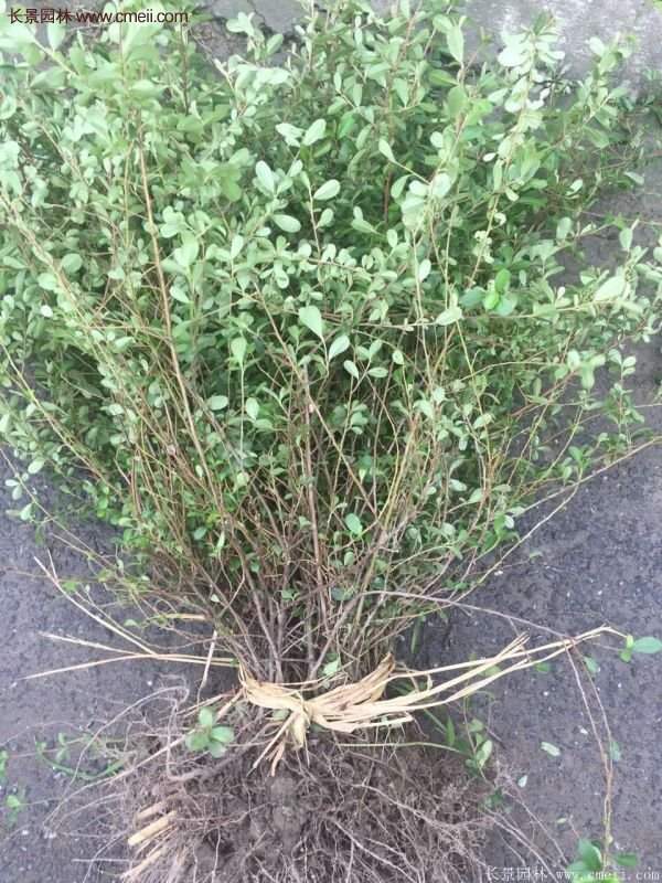 火棘銷售 火棘銷售