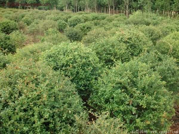 沭陽火棘的標準