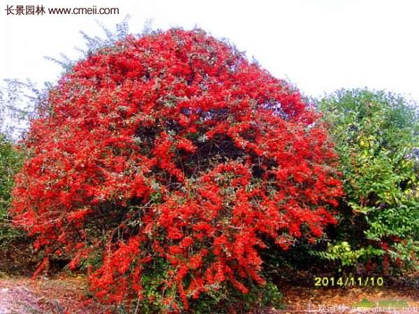 沭陽火棘的標準