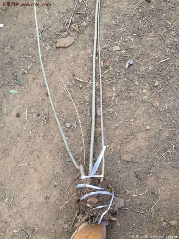 連翹樹苗 連翹樹苗