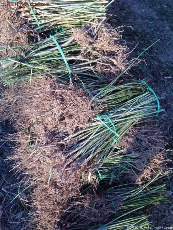 沭陽(yáng)連翹苗供應(yīng) 沭陽(yáng)連翹苗供應(yīng)