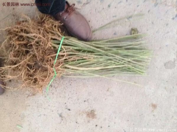 沭陽(yáng)連翹苗供應(yīng) 沭陽(yáng)連翹苗供應(yīng)