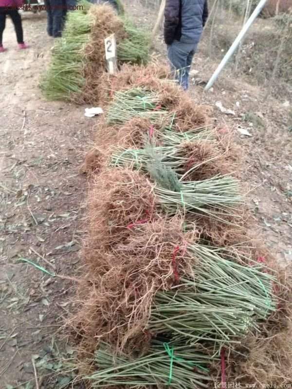 沭陽(yáng)連翹苗供應(yīng) 沭陽(yáng)連翹苗供應(yīng)