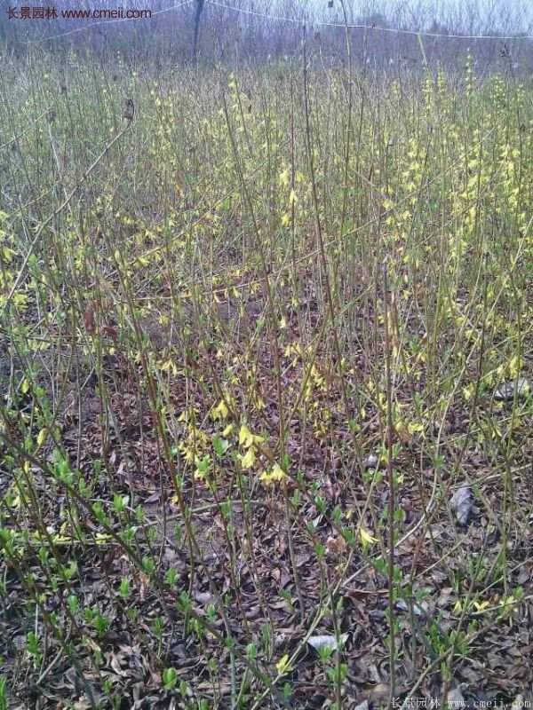 沭陽(yáng)連翹苗供應(yīng) 沭陽(yáng)連翹苗供應(yīng)